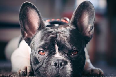 Close-up portrait of dog