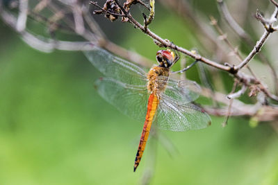 Close-up of insect on plant