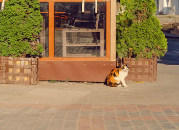 Cute tricolor cat sitting near cafe in city. kitty is waiting for food. caring for stray animals.
