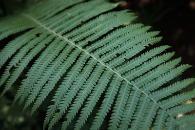 Close-up of leaf