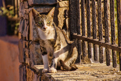 Street cat wandering around on crete