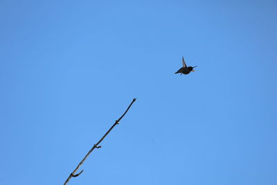 Low angle view of bird flying in sky