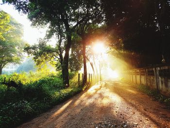 Sunlight streaming through trees against sky