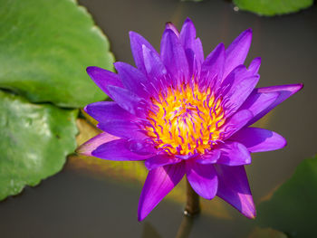 Close-up of purple water lily