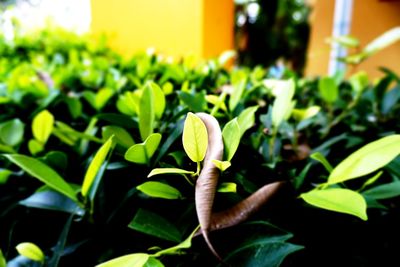 Close-up of flower growing on plant
