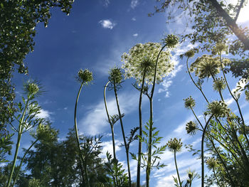 Low angle view of flowering plants against sky