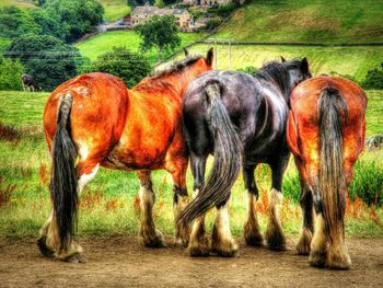 Two horses standing on field