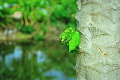 Close-up of green leaves on tree trunk