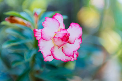 Close-up of pink flower blooming outdoors