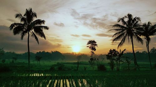 Silhouette palm trees on field against sky at sunset