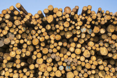 Stack of logs in forest