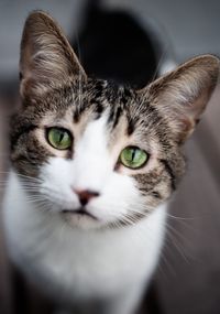 Close-up portrait of cat