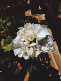 Close-up of white flowers blooming outdoors