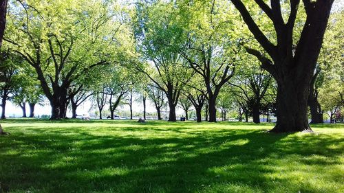 Trees on field