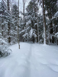 Trees on snow covered field