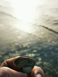 Cropped hand holding seashell