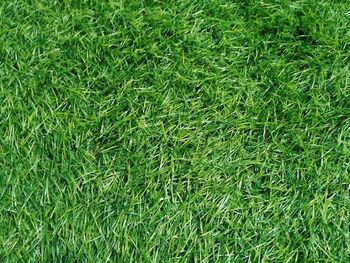 Full frame shot of grass on field