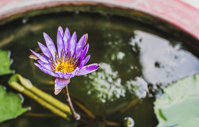 Close-up of purple water lily