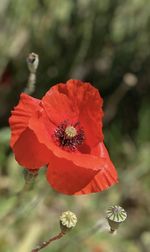 Close-up of red poppy