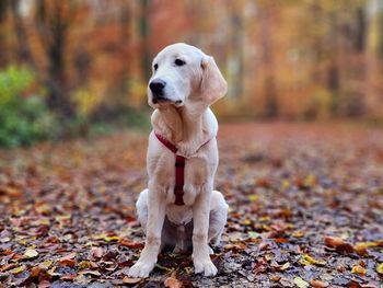 Dog looking away on tree during autumn