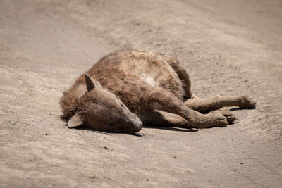 View of a cat sleeping on sand