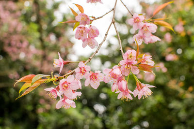 Close-up of pink cherry blossoms in spring