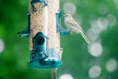 Close-up of bird perching on feeder