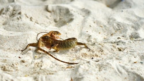 Close-up of crab on sand at beach