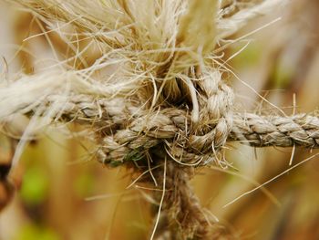 Close-up of plant against blurred background