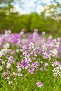 Close-up of purple flowering plants on field