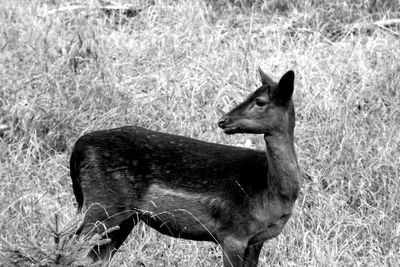 Side view of deer standing on field