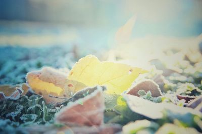 Close-up of leaves against blurred background