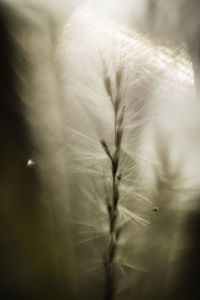 Close-up of dandelion flower