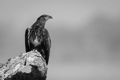 Close-up of bird perching on rock