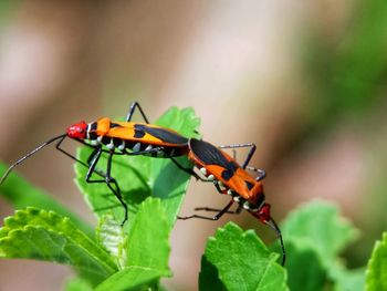 Close-up of insect on plant