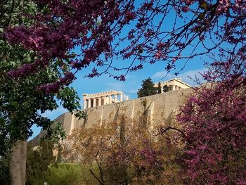 Low angle view of pink flowering tree by building against sky