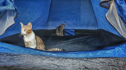 Portrait of cat sitting on blue wall