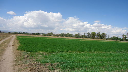 Scenic view of field against sky