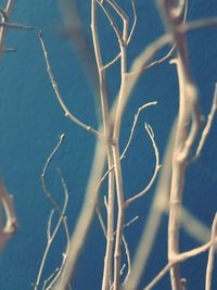 High angle view of plant in sea