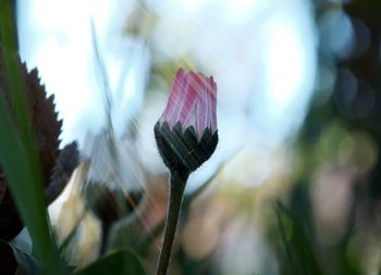 Close-up of plant against blurred background