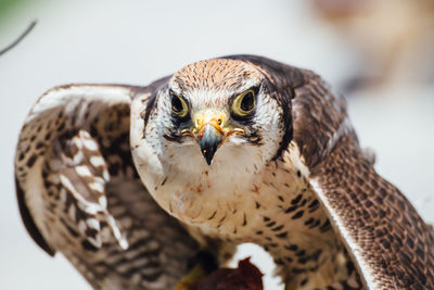 Close-up portrait of falcon