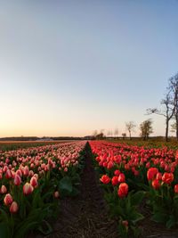 Tulips in field against clear sky