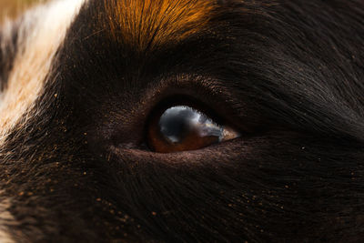 Close-up of dog eye