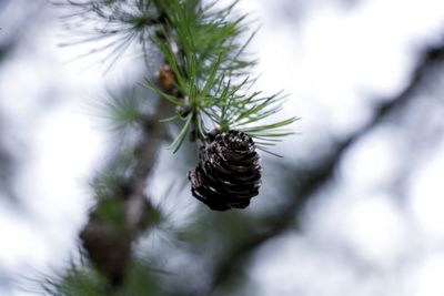 Close-up of caterpillar on tree