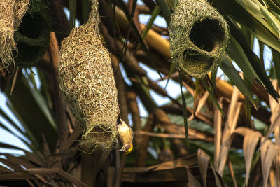 Low angle view of nest on tree