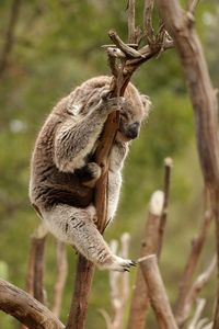 Close-up of monkey on tree branch