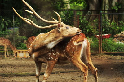 Deer standing on field