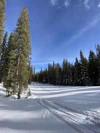 Snow covered pine trees in forest against sky