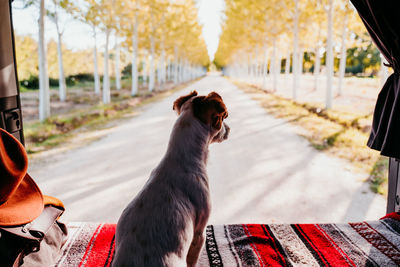 Dog looking away while sitting on footpath