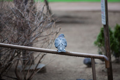 Close-up of bird perching on branch